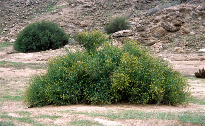 تدهور كثافة الغطاء النباتي في مساحات واسعة من مختلف المحافظات